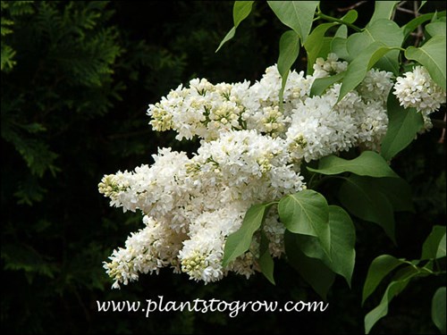 double white flowers (May 17)
